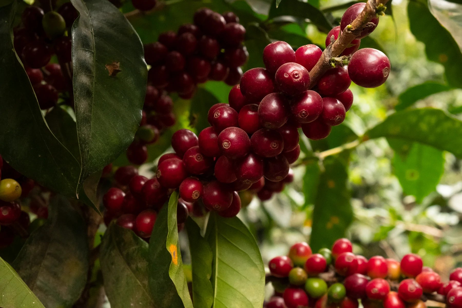 The Ins and Outs of Geisha Coffee