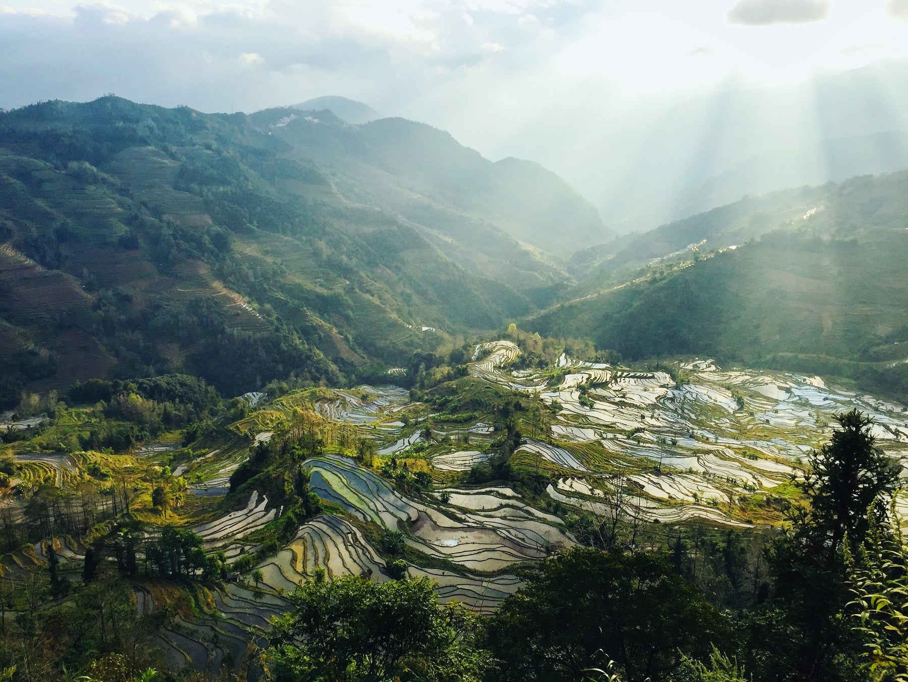 Single Origin Spotlight - Exploring A Specialty Coffee Hidden Gems: Yunnan, China
